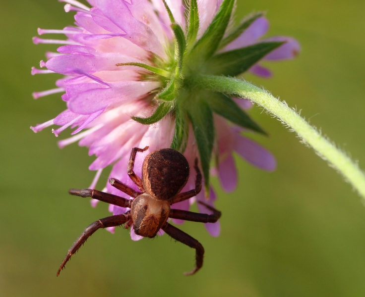 Xysticus sp.